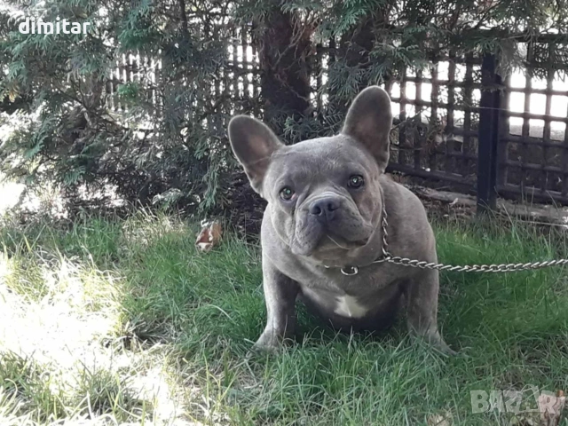 френски булдог. 