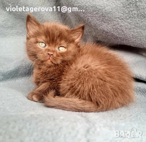 британски котки, снимка 16 - Британска късокосместа - 53479911