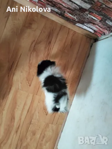 Мини шпиц , снимка 9 - Померан - 49781285