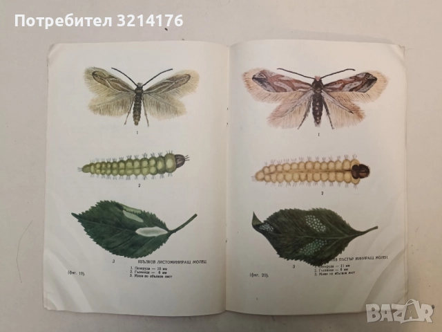 Болести и неприятели по овощните дървета и борбата с тях - Спас Иванов, снимка 6 - Специализирана литература - 52374899