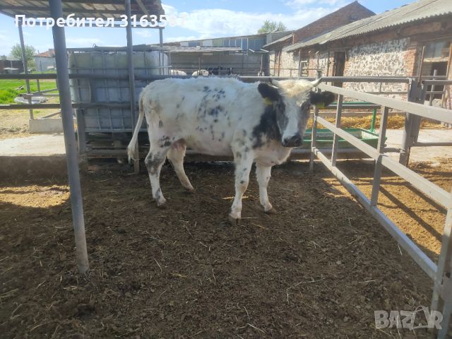 5 месодайни крави, снимка 5 - Крави - 45682410