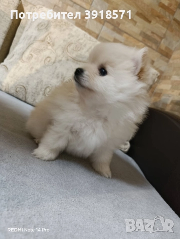 три померани момчета, снимка 2 - Померан - 52586588