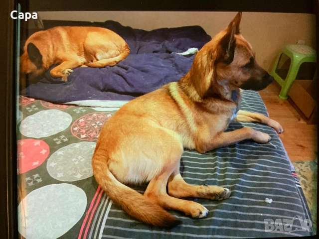 Белгийски овчарки мъжка и женска,на 12 месеца/0882028884