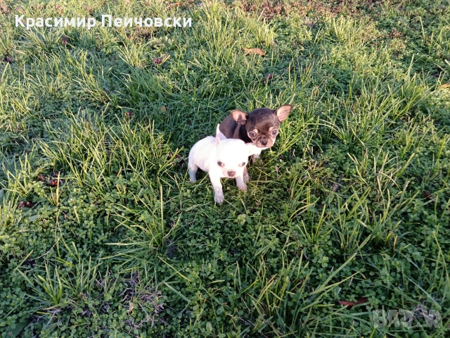 мъжко чихуахуа. , снимка 3 - Чихуахуа - 52614127