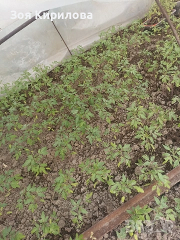 Разсад на домати от Елинпелинският край , снимка 3 - Разсади - 53932572