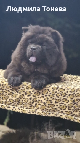 🖤 Елитно черно момченце ЧАУ ЧАУ с международно родословие 🖤, снимка 2 - Чау Чау - 52450757