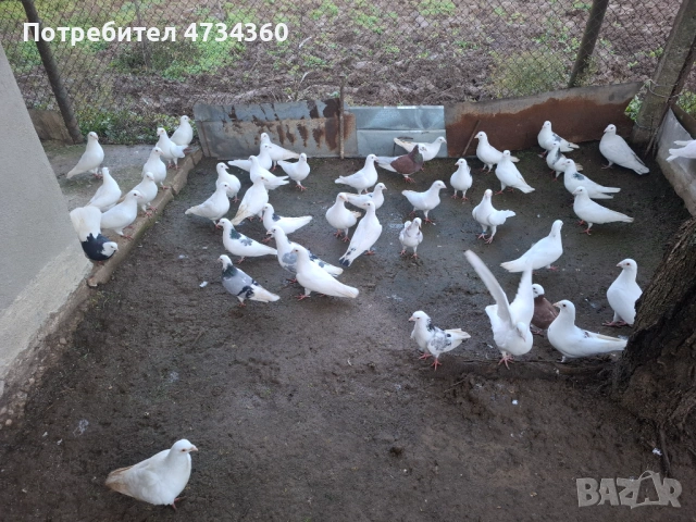 Гълъби, снимка 8 - За птици - 53433453