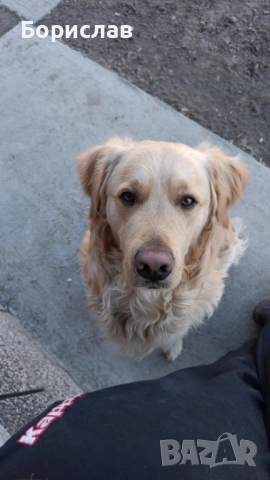 Бебета Голдън ретривър , снимка 8 - Голдън ретривър - 51928849
