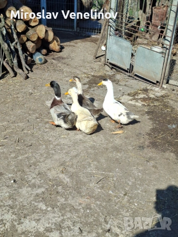 Продавам оплодени яйца от патиците на снимките, снимка 8 - Патици и гъски - 53891477