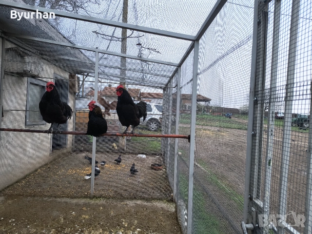 Свободни петли