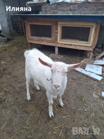 Продавам младо пръчле, снимка 2 - Кози - 53159500