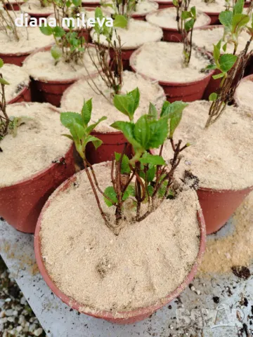 Хортензия Мадам Емили Мулиер, Hydrangea mac.Madame Emile Mouillere за сянка!!!, снимка 5 - Градински цветя и растения - 49691479