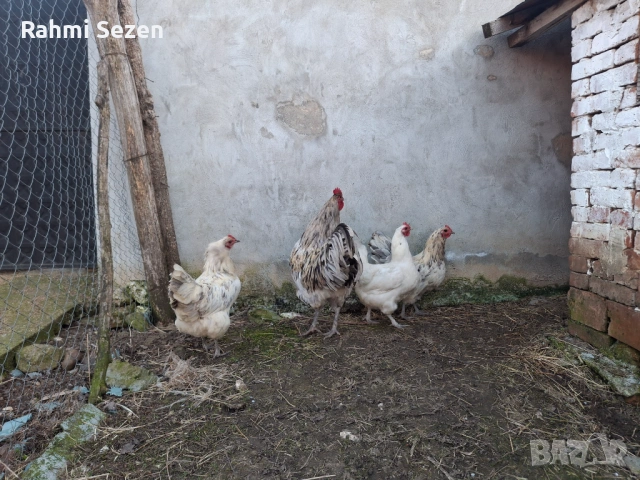 Разплодни яйца , снимка 5 - Кокошки и пуйки - 54167827