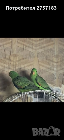 продавам червенокрили папагали чифт 2025