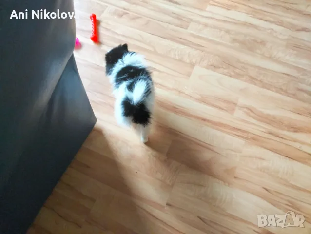 Мини шпиц , снимка 6 - Померан - 49781285