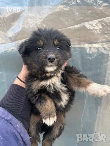 Каракачанки малки, снимка 6 - Каракачанска овчарка - 52534631