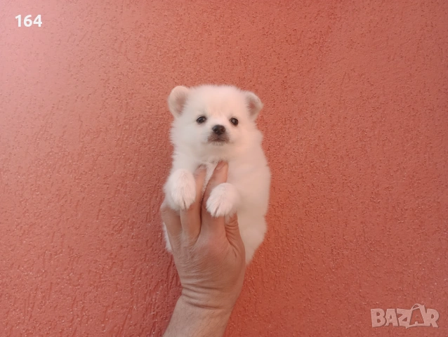 Мини Шпиц - Померан. Мъжки и женски кученца., снимка 2 - Померан - 53710741