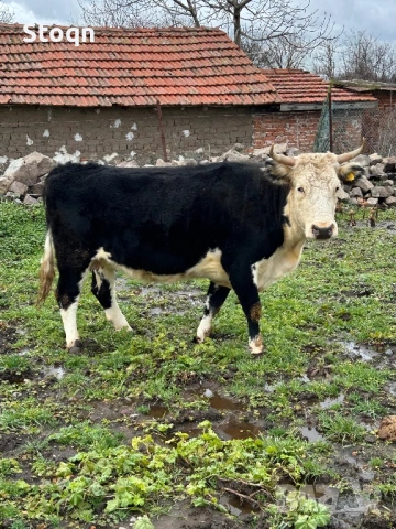 Продавам 3 Крави