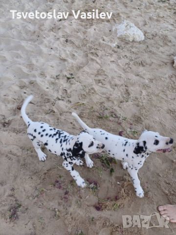 Чистокръвни Далматинци Кучета / Purebred Dalmatian Dogs, снимка 3 - Далматинец - 46364423