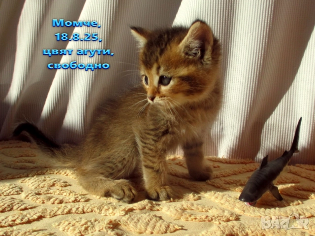 Агути коте, маркирано таби, котка, котарак, момче, котенце, снимка 2 - Други - 51953145