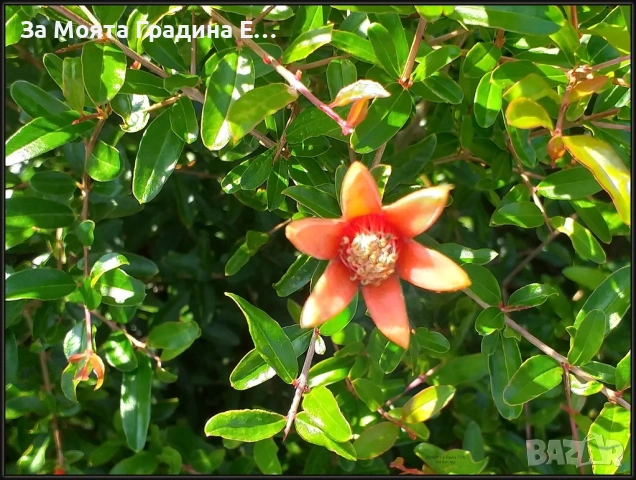 Мини Нар, снимка 2 - Градински цветя и растения - 53620246