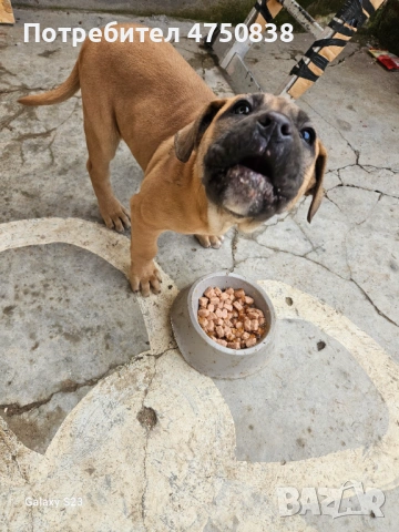 Продавам кане корсо на 3 месеца има ваксини ще напусна бг и за това го продавам, снимка 5 - Кане корсо - 53655236