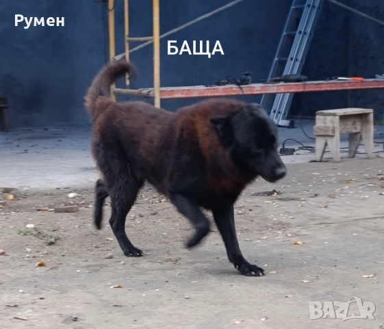 Черна немска овчарка , снимка 10 - Немска овчарка - 52933275