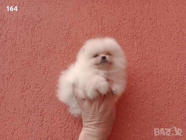 Мъжки и женски Померани. Реални снимки от 22.03.26 г. , снимка 16 - Померан - 53910902