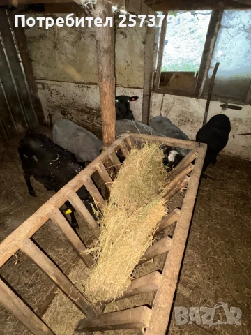 Романовски овце и агнета за клане и разплод., снимка 3 - Овце - 50713280