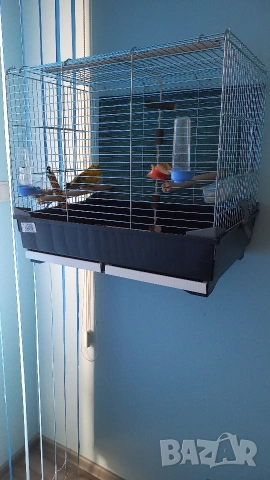 ПРОДАВАМ ПОЕН ПАПАГАЛ И ИТАЛИАНСКА КЛЕТКА., снимка 3 - Папагали - 53463766