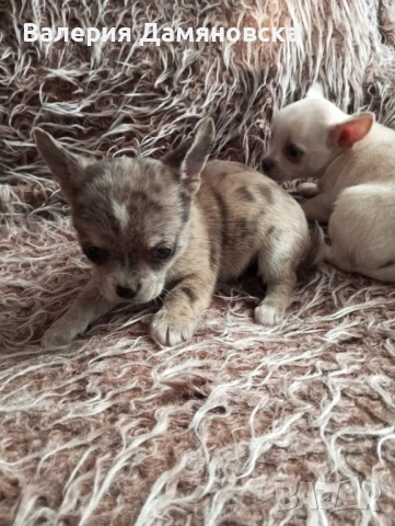 Чихуахуа, снимка 9 - Чихуахуа - 53409879