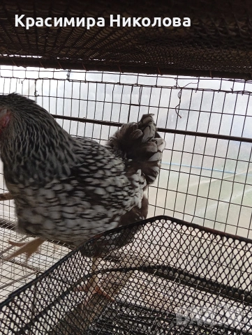 Двойка сребърен виандот, снимка 3 - Кокошки и пуйки - 53918526