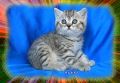 Клепоухо и правоухо - шотландски котенца, снимка 6