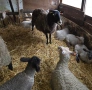 20 броя млади овце от месодайни породи, снимка 9