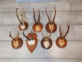 Трофей рога от сръндак и дива коза  , снимка 2