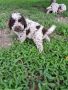 Lagotto Romagnolo, снимка 3