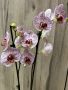 Орхидея фаленопсис, снимка 2