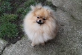 Миниатюрно момиченце померан с родословие FCI, снимка 5