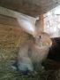 Зайци Белгийски великан  , снимка 4