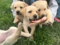 Чистокръвни лабрадори , снимка 9