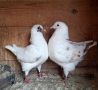Продавам гълъбите от снимките, снимка 1 - Гълъби - 45786214
