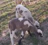 Продавам овца с две ягнета, снимка 1 - Овце - 45535306