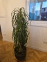 Две палми Цикас и Нолина , снимка 4
