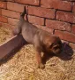 кане корсо / Cane corso, снимка 8