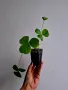 Оксалис, Oxalis Bowiei, снимка 1