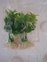 продавам аквариумни растения, снимка 1