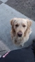 Бебета Голдън ретривър , снимка 8
