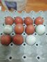 оплодени яйца , снимка 1 - Кокошки и пуйки - 46061143