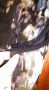 🌹Дамска Макси официална лятна рокля черно на цветя в бежово,лилаво и синьо-Немачкаема!-2ХЛ,3ХЛ🌹, снимка 6