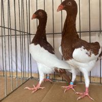 Продавам 3 млади двойки датски гълъби, снимка 3 - Гълъби - 45218738